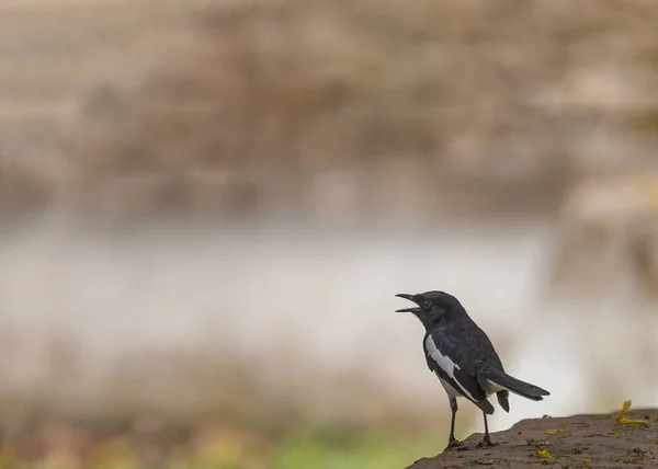 Canto Oriental Magpie — Fotografia de Stock