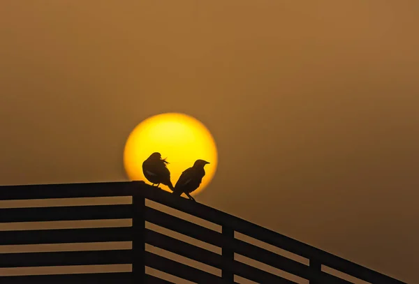Ett Par Starling Framför Sun — Stockfoto