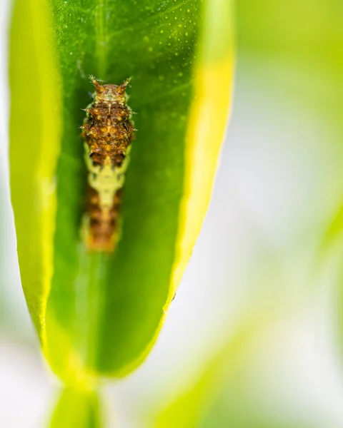 Caterpillar Lime Butterfly — Stock Photo, Image