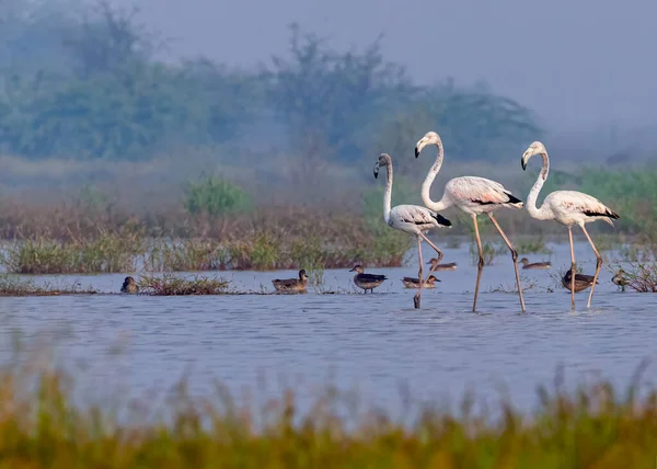 Flamingók Sétálnak Tóban Reggel — Stock Fotó