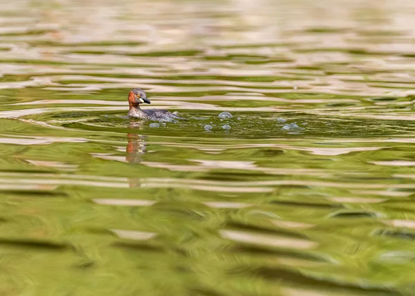 Piccolo Grebe Femmina Godendo Nuotare Lago — Foto Stock