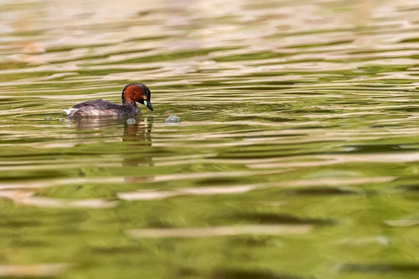 Zwergtaucher Schwimmt See Nach Nahrung — Stockfoto