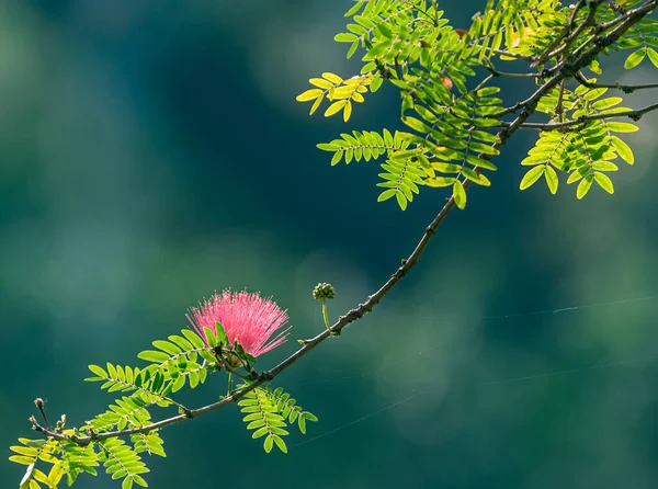 Καλλιάνδρα Αιματοκέφαλο Λουλούδι Στον Κήπο — Φωτογραφία Αρχείου