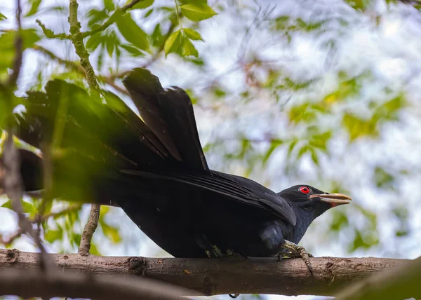 Koel Asiático Uma Árvore Descansando — Fotografia de Stock