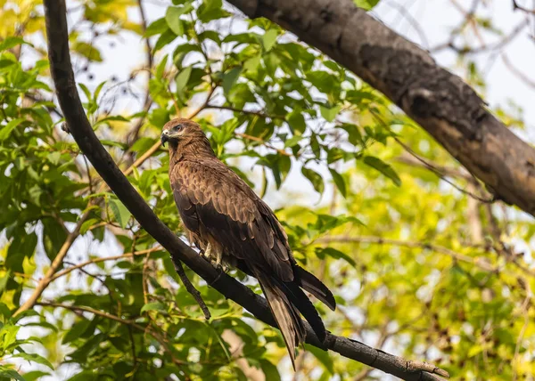 Cerf Volant Noir Perché Sur Arbre Reposant — Photo