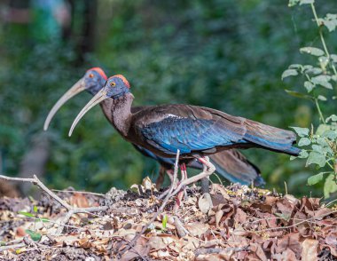 Bahçede bir çift Red Naped Ibis.