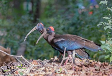 Bahçede bir çift Red Naped Ibis.