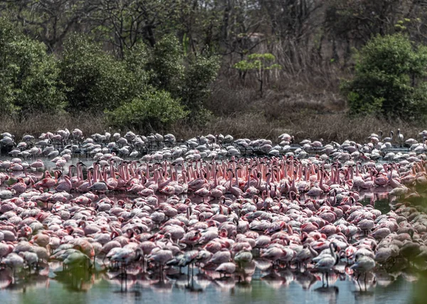 Flock of Flamingos dancing in a lake