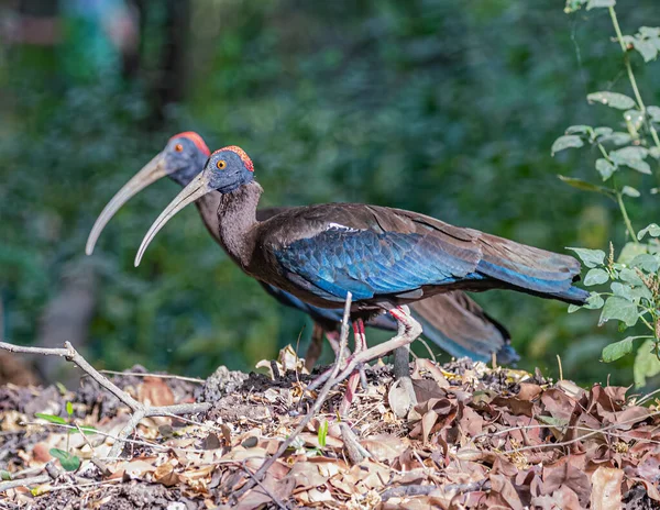 Ett Par Red Naped Ibis Trädgården — Stockfoto