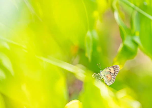 Ein Schöner Schmetterling Der Auf Einer Pflanze Ruht — Stockfoto
