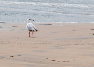 Siyah başlı bir deniz martısı geriye doğru bakıyor.