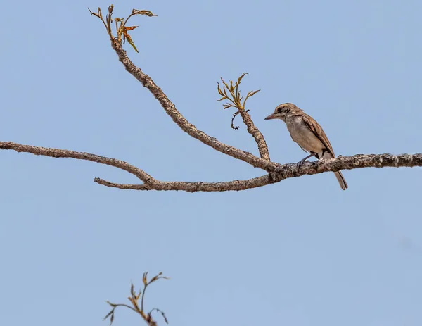Common Wood shrike resting on a tree