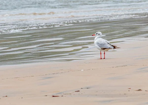 Bir martı yiyecek için denizi izliyor.