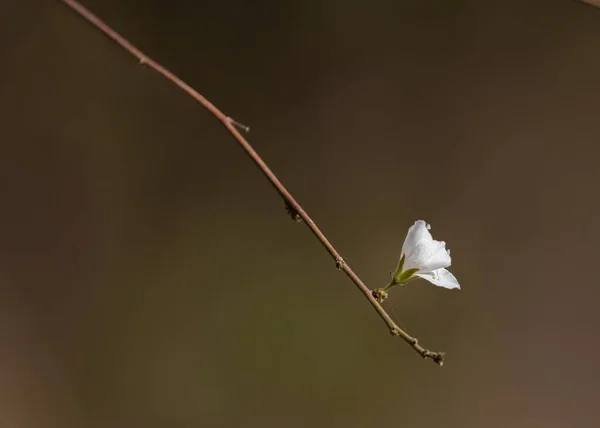 Biały Kwiat Drzewie Kwitnącym — Zdjęcie stockowe