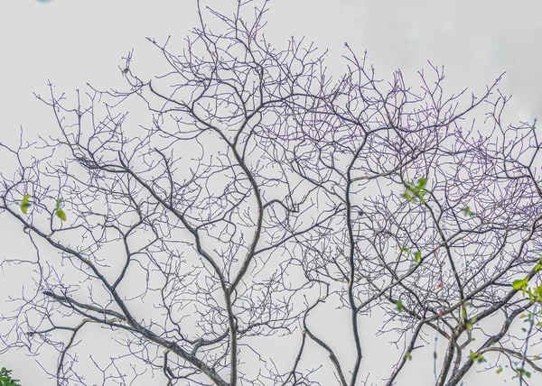 Ramos Parecendo Veias Uma Árvore Contra Céu — Fotografia de Stock