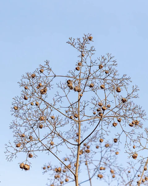 Ett Torrt Träd Med Torr Frukt Mot Blå Himmel — Stockfoto