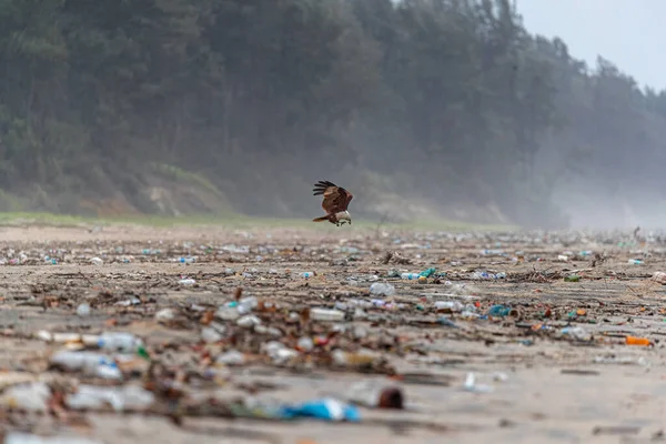 Garbage on a sea beach with flying Brahminy Kite