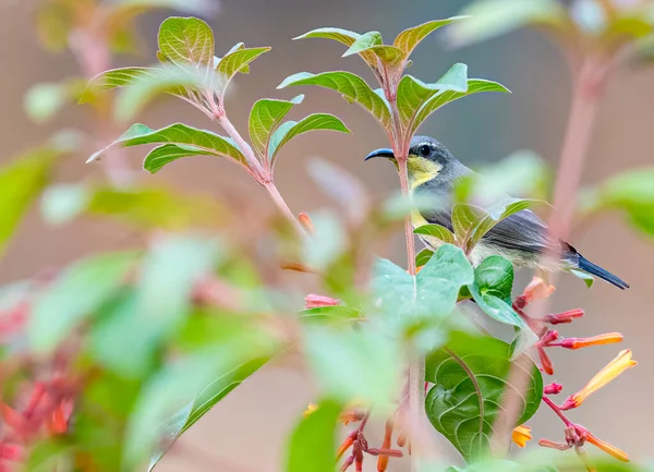 Ein Versteckter Sonnenvogel Einer Blumenpflanze Garten — Stockfoto