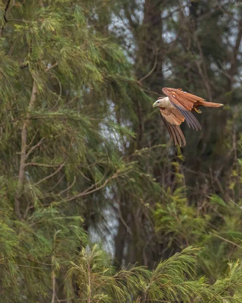 Брахманский Змей Полёте Лесу — стоковое фото