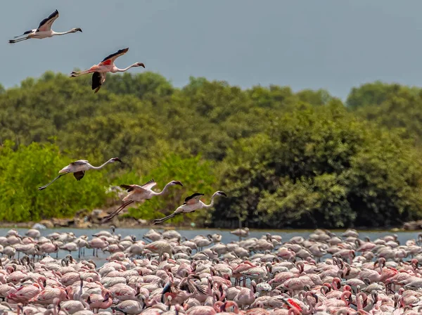 Grupp Flamingos Som Landar Sjön — Stockfoto