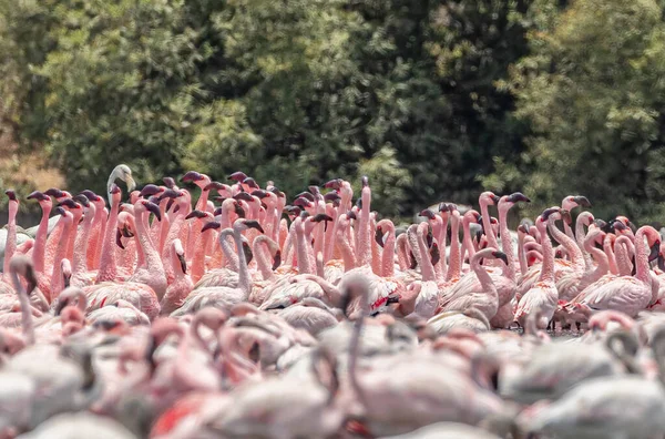 Eine Schar Tanzender Flamingos — Stockfoto