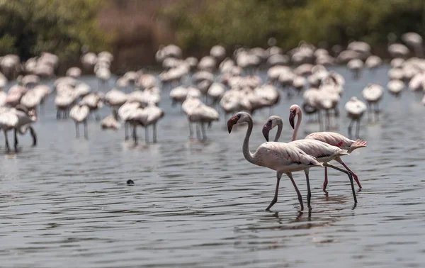 Trio Des Kleinen Flamingos Auf Einem Spaziergang See — Stockfoto