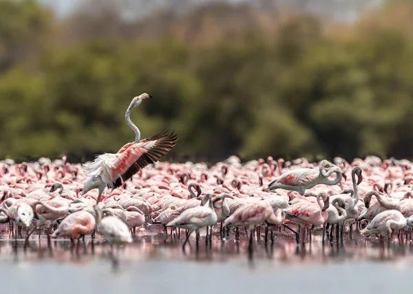 A lesser flamingo in its group dancing
