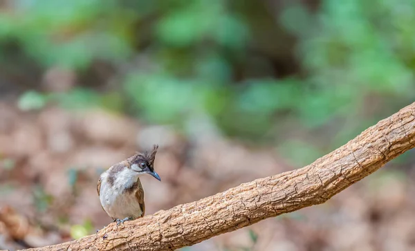 White Cheek Bul Bul Posado Árbol Cerca Del Lago — Foto de Stock