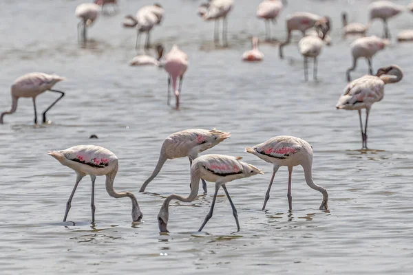 Flamingos Auf Nahrungssuche Einem See — Stockfoto