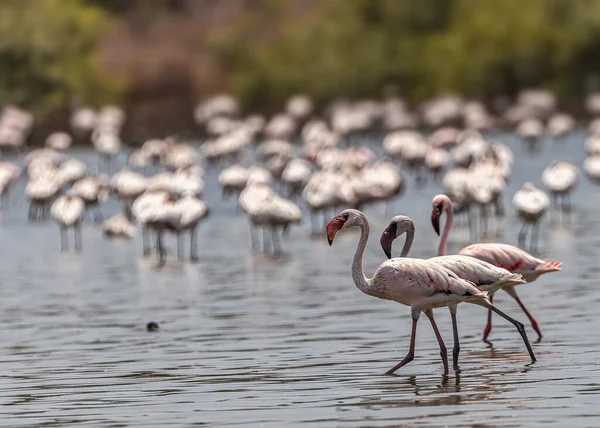 Eine Gruppe Flamingos Schlendert Über Einen See — Stockfoto