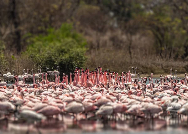 Schöner Flamingo Balztanz See — Stockfoto