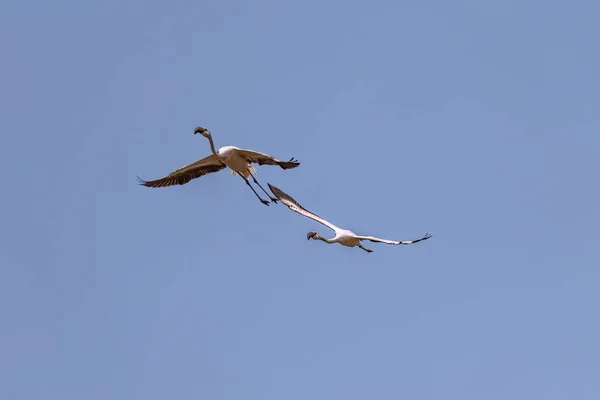 Pair Flamingo Enjoying Flight Blue Sky — Stock Photo, Image