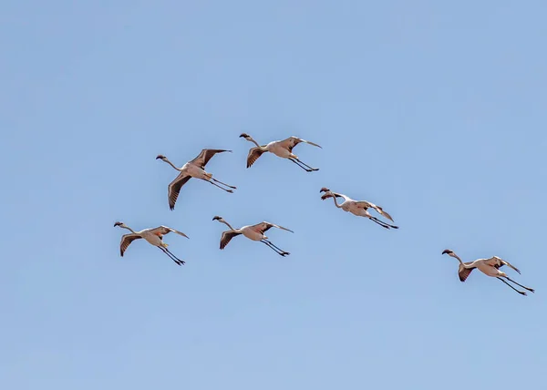 Flod Flamingos Blå Himmel — Stockfoto