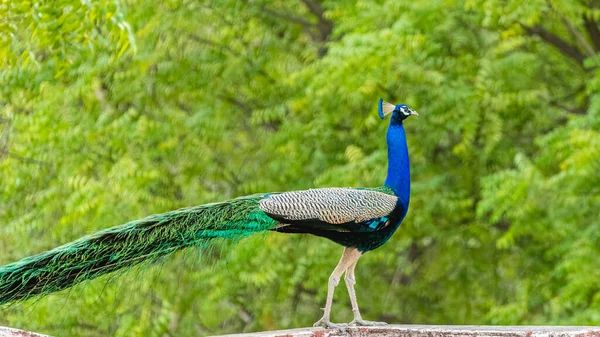 Peacock Roof Green — Stock Photo, Image