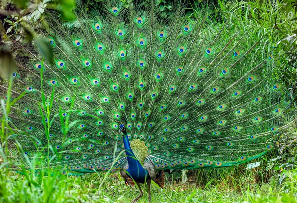 Ein Schöner Pfau Tanzender Pose — Stockfoto