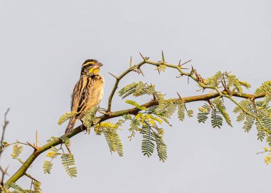 Weaver Bird, çalılıklarda dinleniyor.