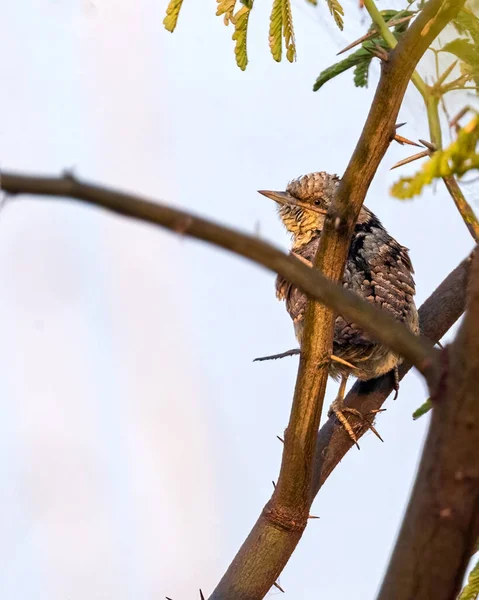 Wryneck Uccello Albero Guardando Indietro — Foto Stock