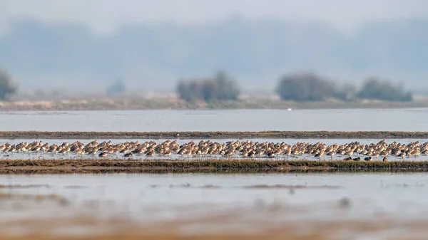 Vogelschwarm Rastet Der Hitze — Stockfoto