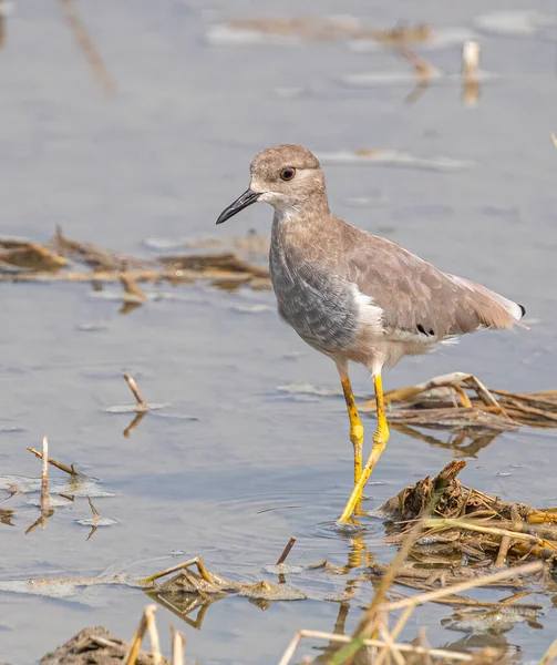 Cauda Branca Lapwing Passeando Terra Molhada — Fotografia de Stock