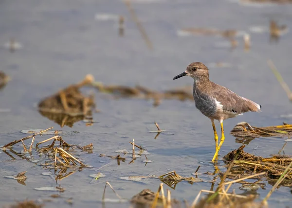 Cauda Branca Lapwing Lago Para Comida — Fotografia de Stock