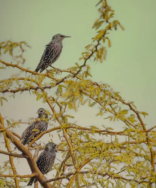 A group of Common Starlings resting on a tree