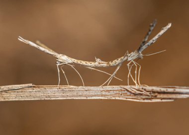 Bambu çubuğunda çiftleşen bir çift böcek.