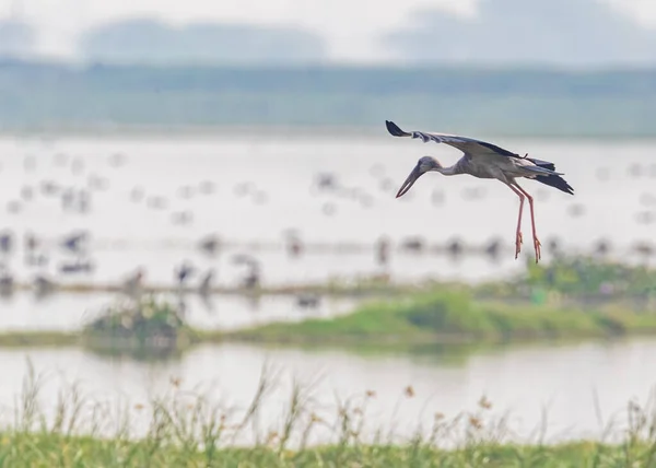 Öppen Näbb Stork Flygning Över Våt Mark — Stockfoto