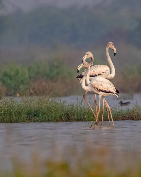 Egy Flamingos Család Egy Nedves Földön — Stock Fotó
