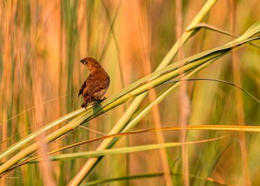 Bir ağacın dalında pullu Munia gençliği