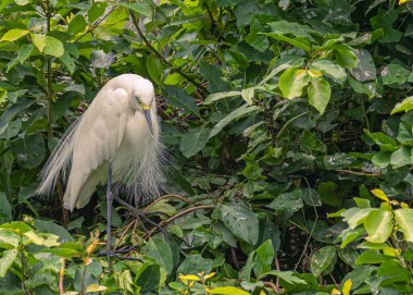 Akbalıkçıl ağaçta yağmurdan sonra tüylerini kurutuyor.