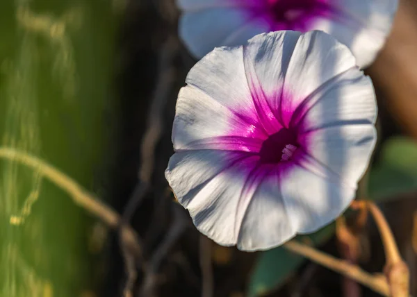 White Magenta Garden Full Bloom — Stock Photo, Image