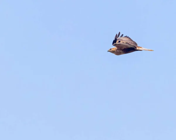 Long Leg Buzzard Feathers — Stock Photo, Image