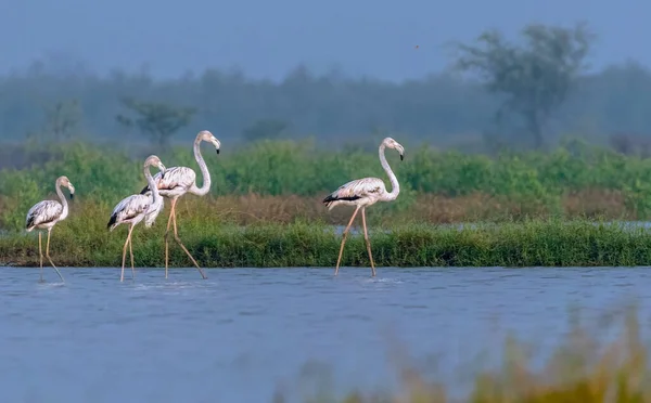 Flamingos Семья Прогулке — стоковое фото