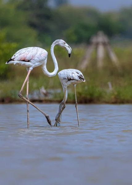 Flamingi Szukające Pożywienia Jeziorze — Zdjęcie stockowe